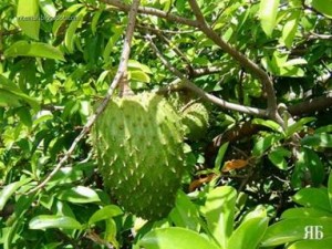 Guyabano, The SourSop Fruit.